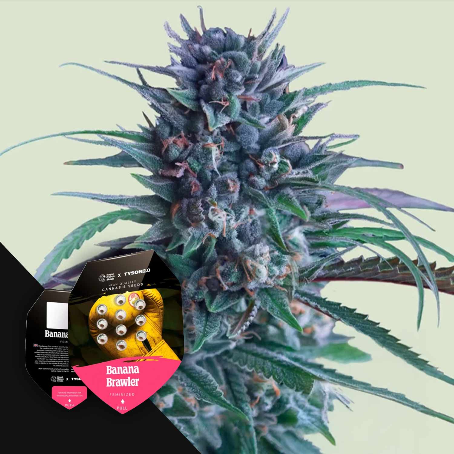 RQS-BB-0