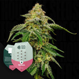 Blue Cheese