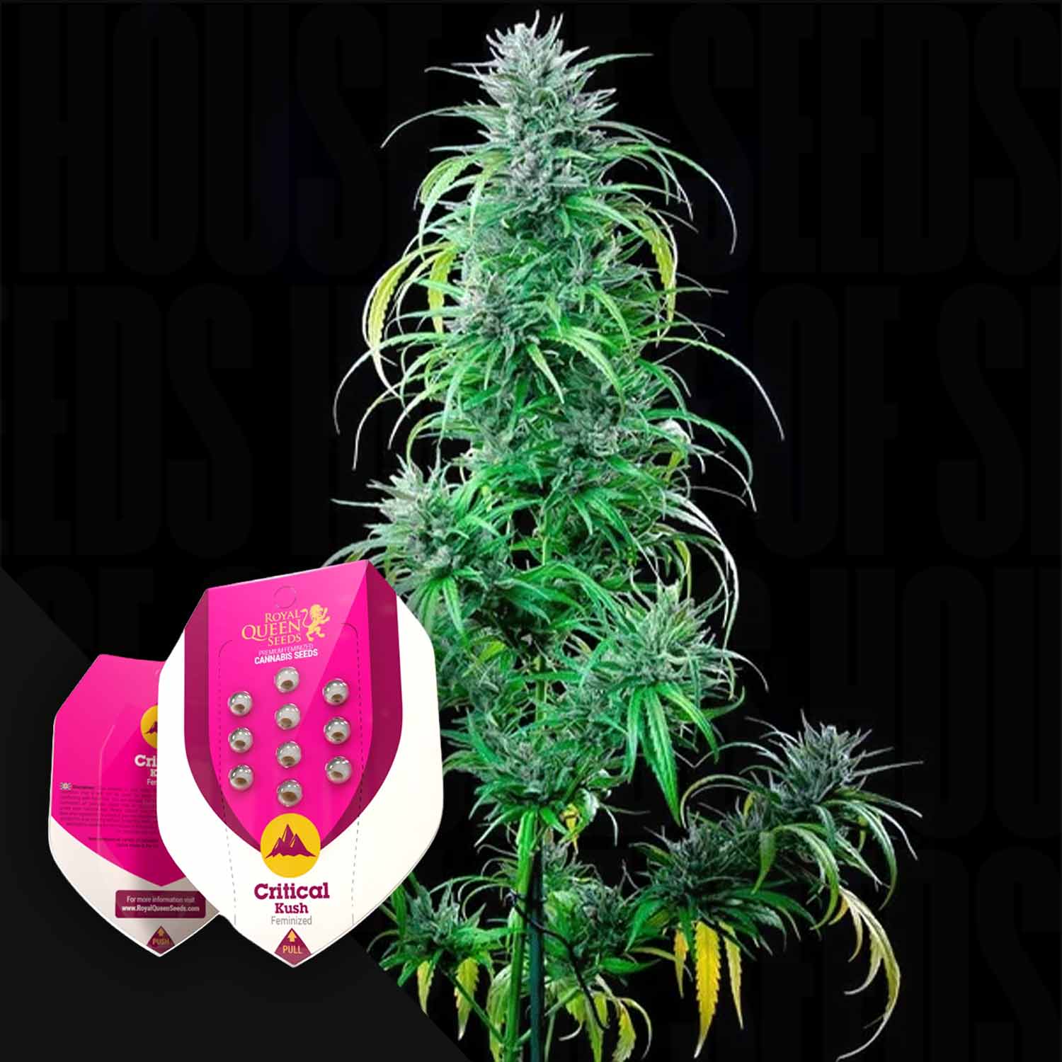 RQS-CK-0