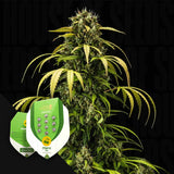 Cherry Pie Auto