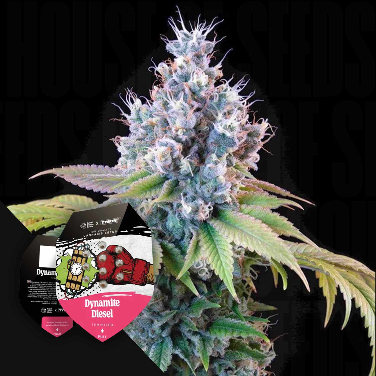 Eine Nahaufnahme einer blühenden Cannabispflanze mit der Samenverpackung von Royal Queen Seeds Dynamite Diesel im Vordergrund.