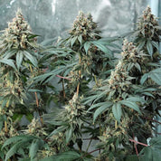 RQS-FB-0