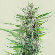 Nahaufnahme einer Fat Banana Pflanze von Royal Queen Seeds mit dichten Knospen und spitzen grünen Blättern vor hellem Hintergrund