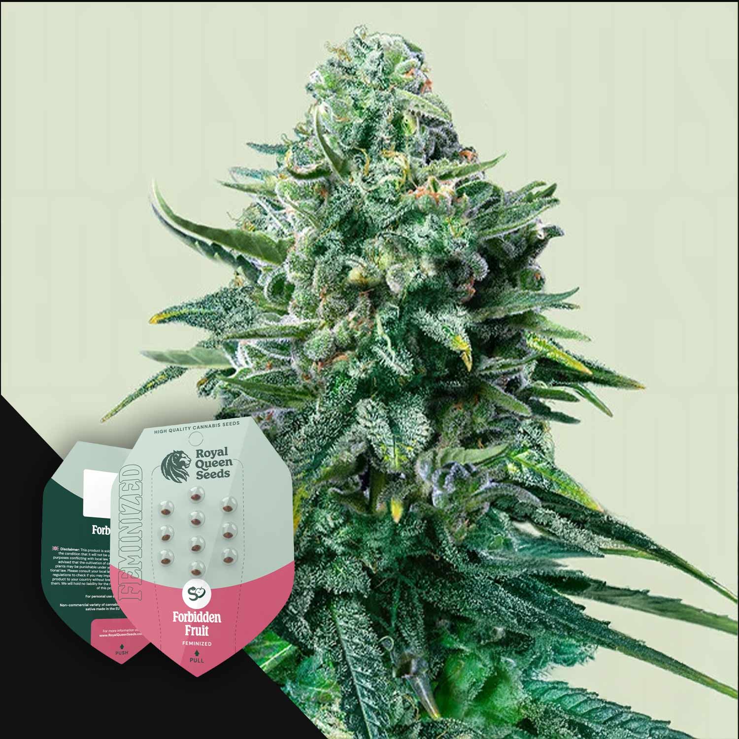 Eine Nahaufnahme einer Cannabispflanze mit den Forbidden Fruit-Samenpäckchen von Royal Queen Seeds im Vordergrund.