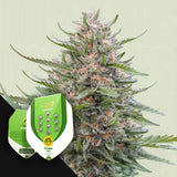 Grape Ape Auto