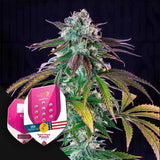 Green Crack Punch