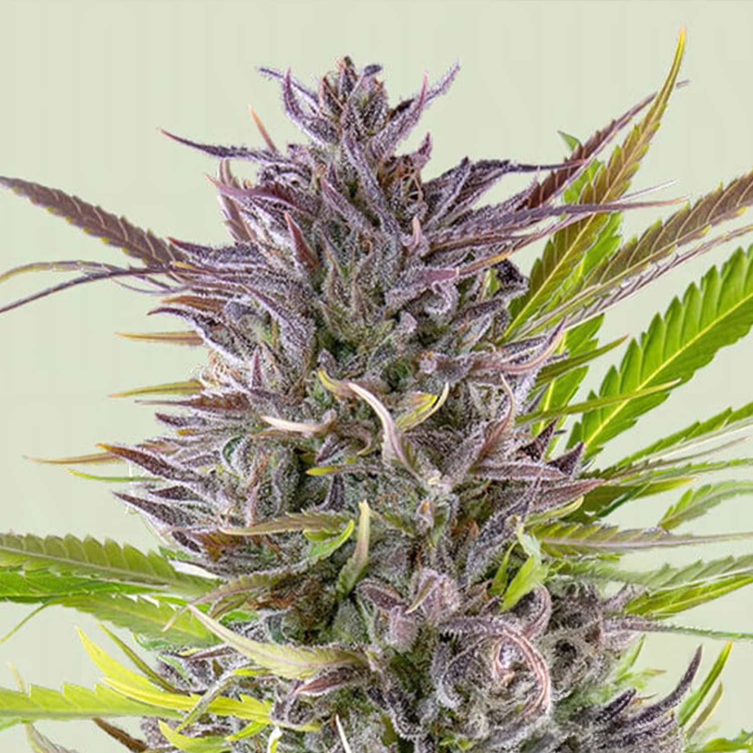 Green Gelato von Royal Queen Seeds mit violetten Knospen, Trichomen und gezackten Blättern vor neutralem Hintergrund