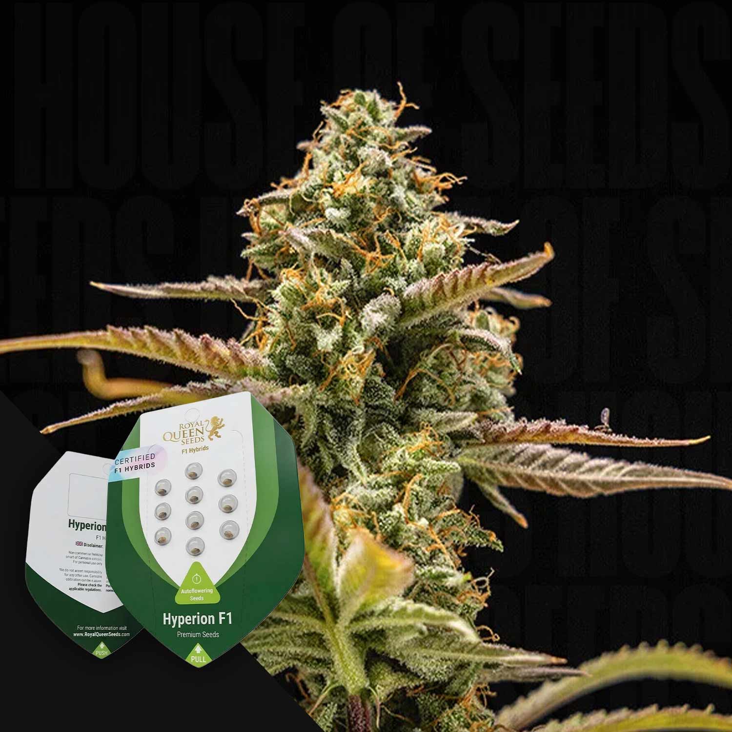 Nahaufnahme einer Cannabispflanze mit Royal Queen Seeds Hyperion F1-Samenpackungen im Vordergrund.