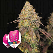 Nahaufnahme einer frostigen Cannabispflanze mit lila Blättern, Ecke zeigt zwei Legendary OG Punch Packungen von Royal Queen Seeds