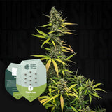Mimosa Auto