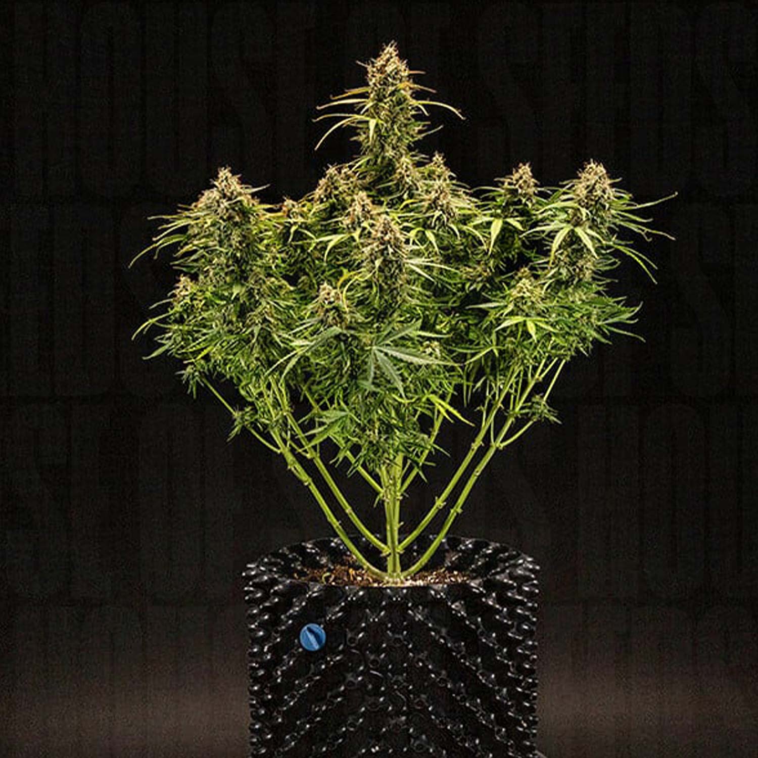 Milky Way F1 Auto von Royal Queen Seeds mit mehreren Ästen und dichten Knospen im schwarzen Topf vor dunklem Hintergrund