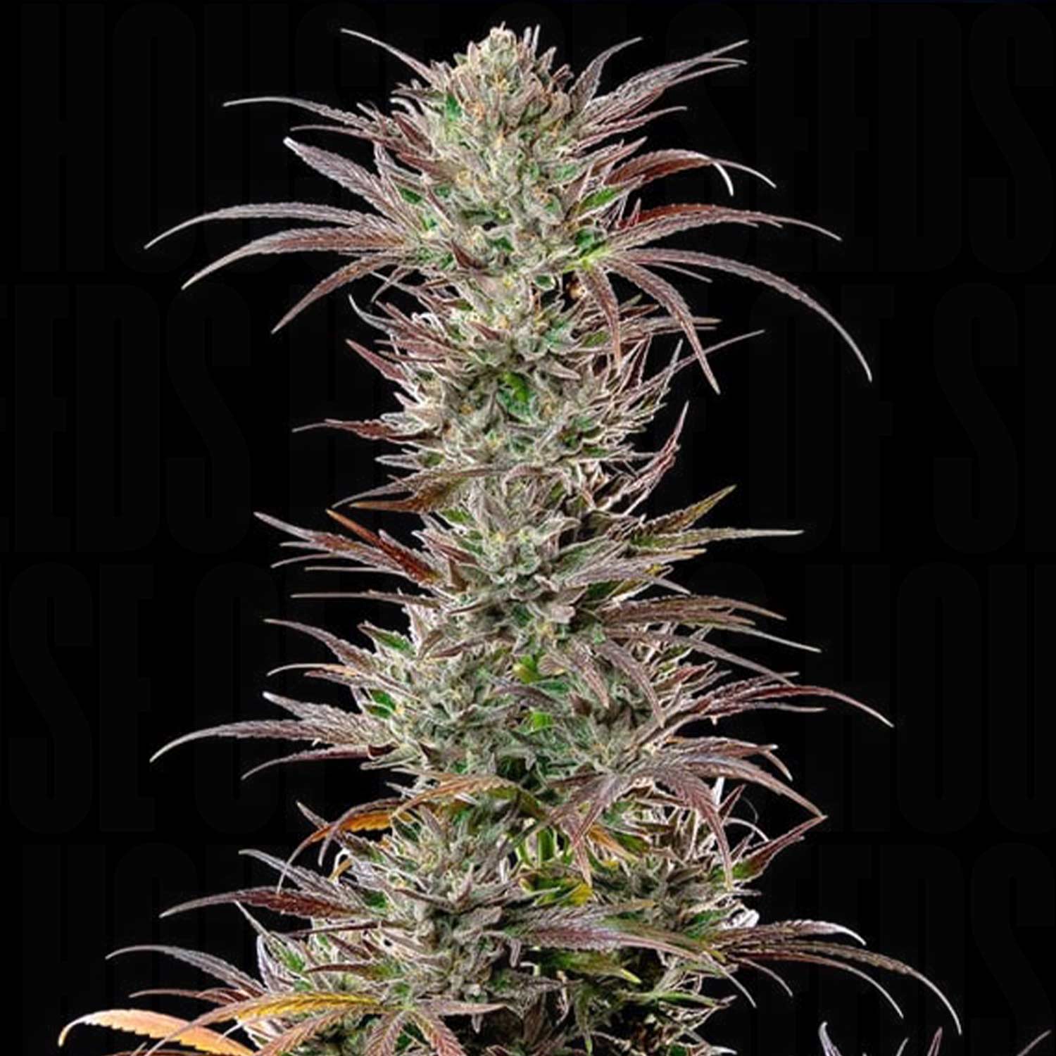 Nahaufnahme einer hohen North Thunderfuck Pflanze mit lila Knospen und grünen Blättern vor schwarzem Hintergrund