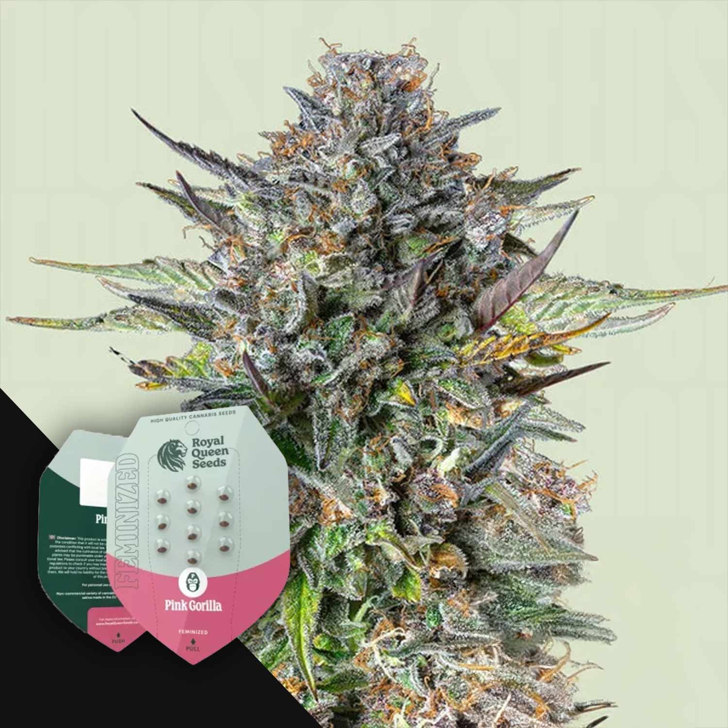 Nahaufnahme einer frostigen Pink Gorilla Cannabis-Pflanze mit zwei Royal Queen Seeds-Packungen in der unteren linken Ecke.