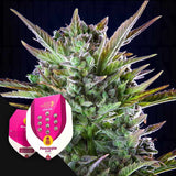 Pineapple Kush