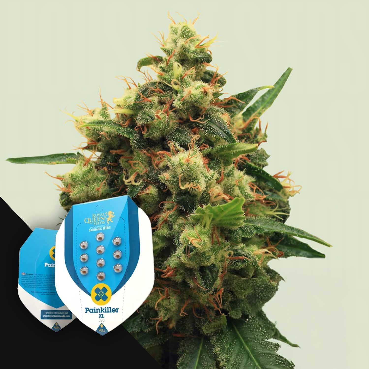 Nahaufnahme von Painkiller XL Cannabis-Knospen mit orangefarbenen Haaren, neben der blau-weißen Verpackung von Royal Queen Seeds.