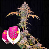 Royal Cheese (Fast Flowering)