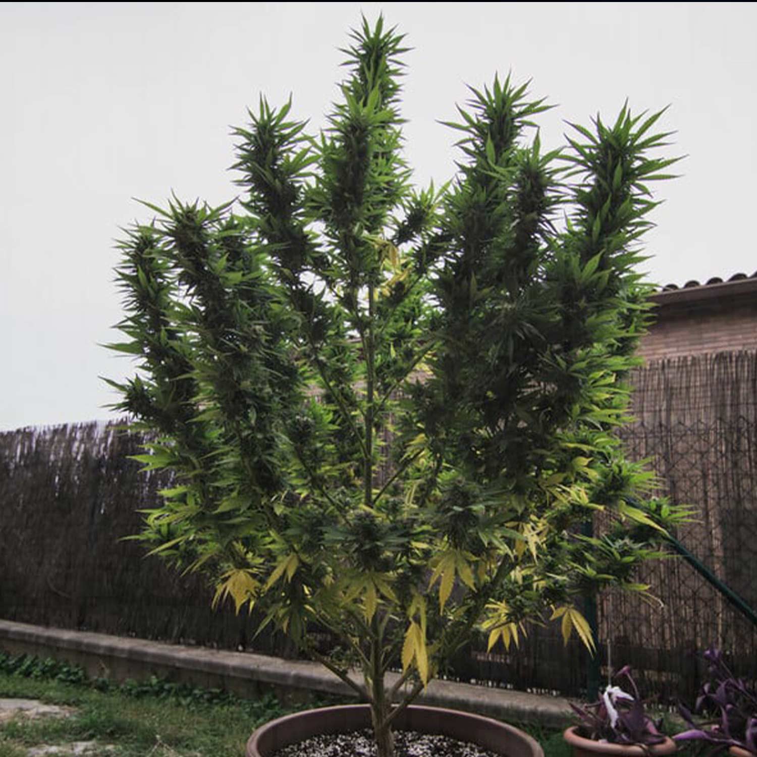 Große Royal Gorilla Pflanze von Royal Queen Seeds im Topf im Garten vor Zaun und Gebäude bei Tageslicht