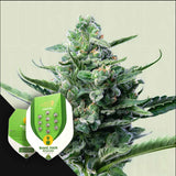 Royal Jack Auto