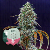Strawberry Cough