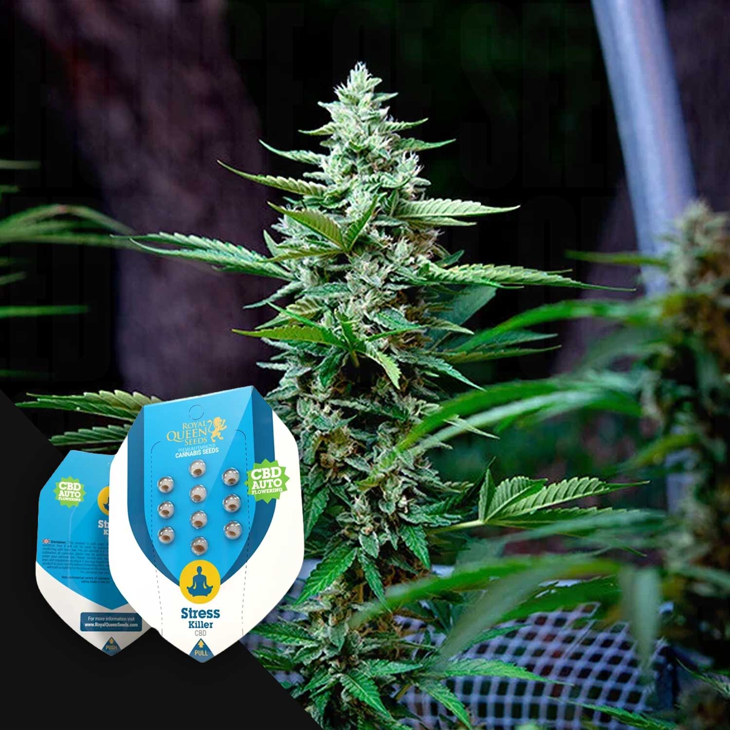 RQS-SKA-0