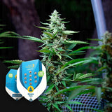 Stress Killer Automatic CBD
