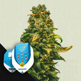 Solomatic CBD