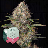 Sundae Driver