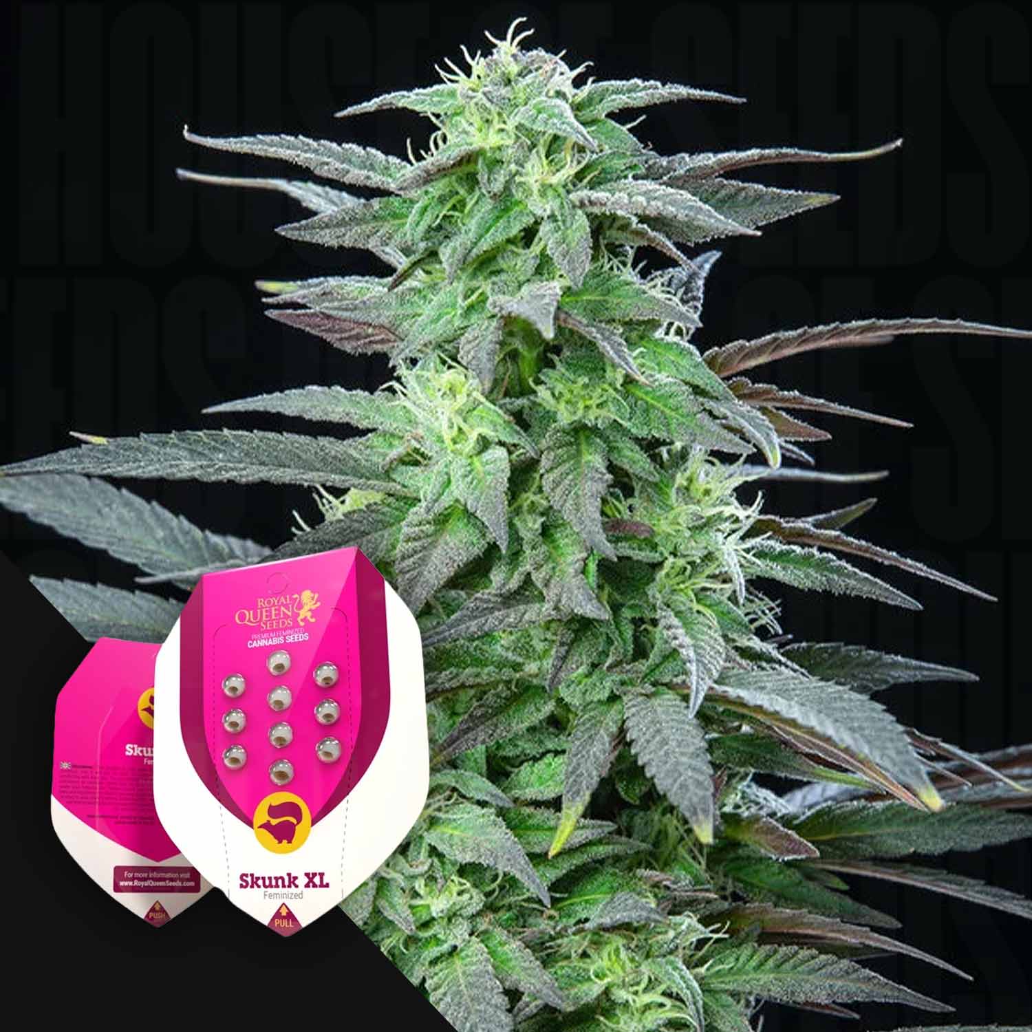 RQS-SXL-0