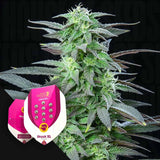 Skunk XL