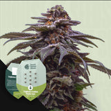 Tropicana Cookies Purple Auto