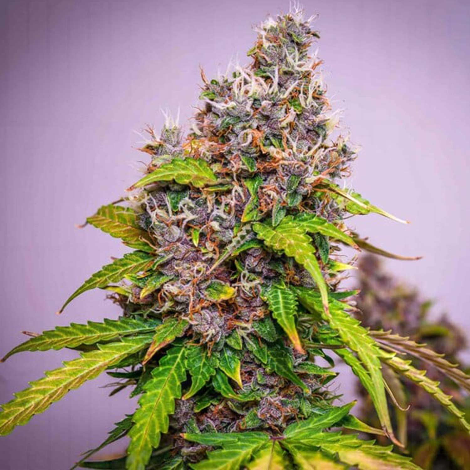 Eine Nahaufnahme einer Watermelon AUTO Cannabispflanze von Royal Queen Seeds mit Trichomen, und lila Tönen vor violettem Hintergrund