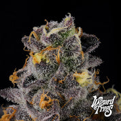 Nahaufnahme einer Rainbow Swirl Cannabisknospe von Wizard Trees mit frostigen Trichomen und lila, grünen und orangen Tönen