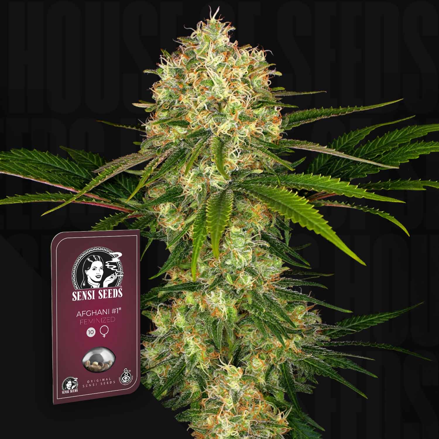 Nahaufnahme von Afghani #1 Cannabisknospen und stacheligen Blättern; Sensi Seeds Verpackung sichtbar.