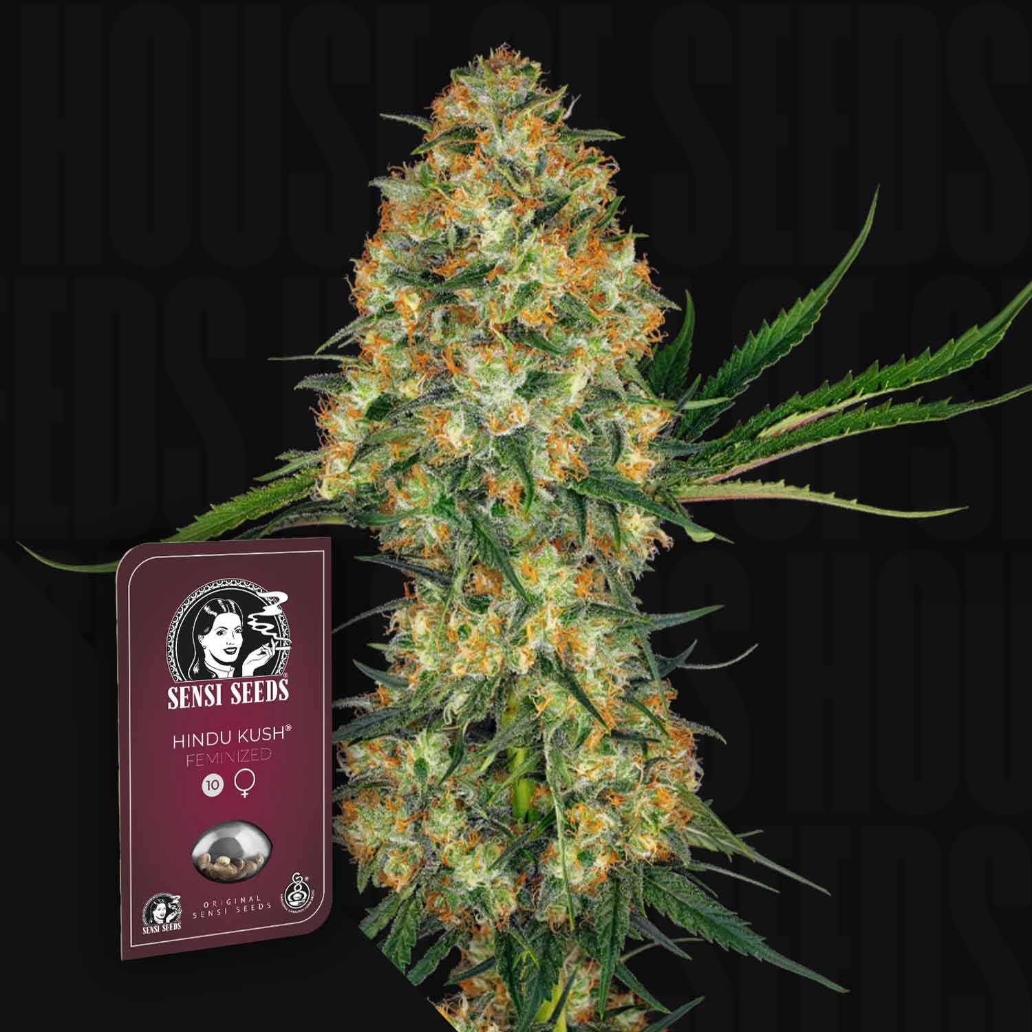 Hindu Kush Cannabis Knospe mit einem Sensi Seeds Hindu Kush Samenpaket daneben.