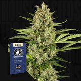 Jack Herer Auto