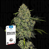O.G. Kush Auto
