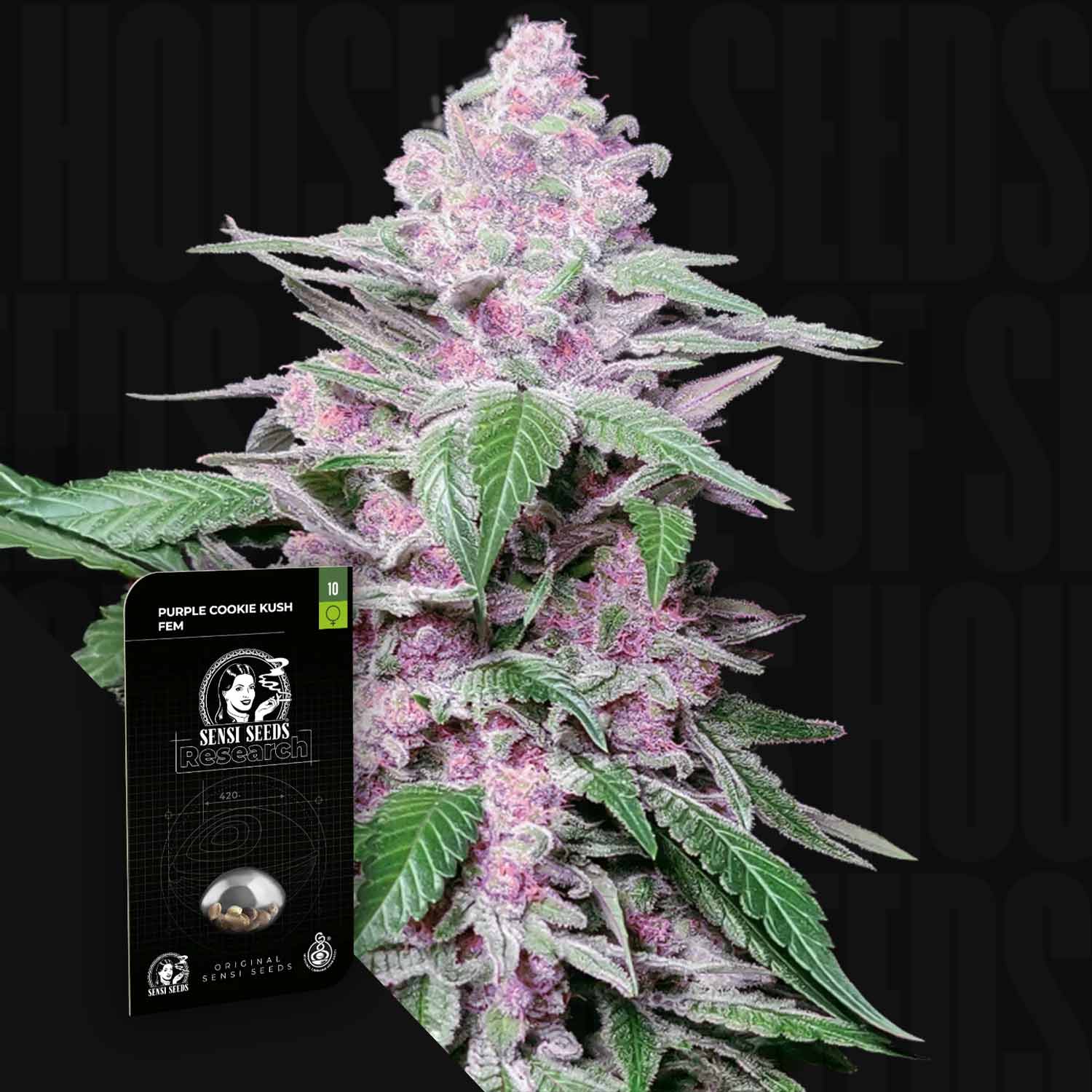 Eine Nahaufnahme von Purple Cookie Kush von Sensi Seeds, die die lila Knospe, die grünen Blätter und die Markenverpackung zeigt.