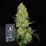 Skunk #1 Auto