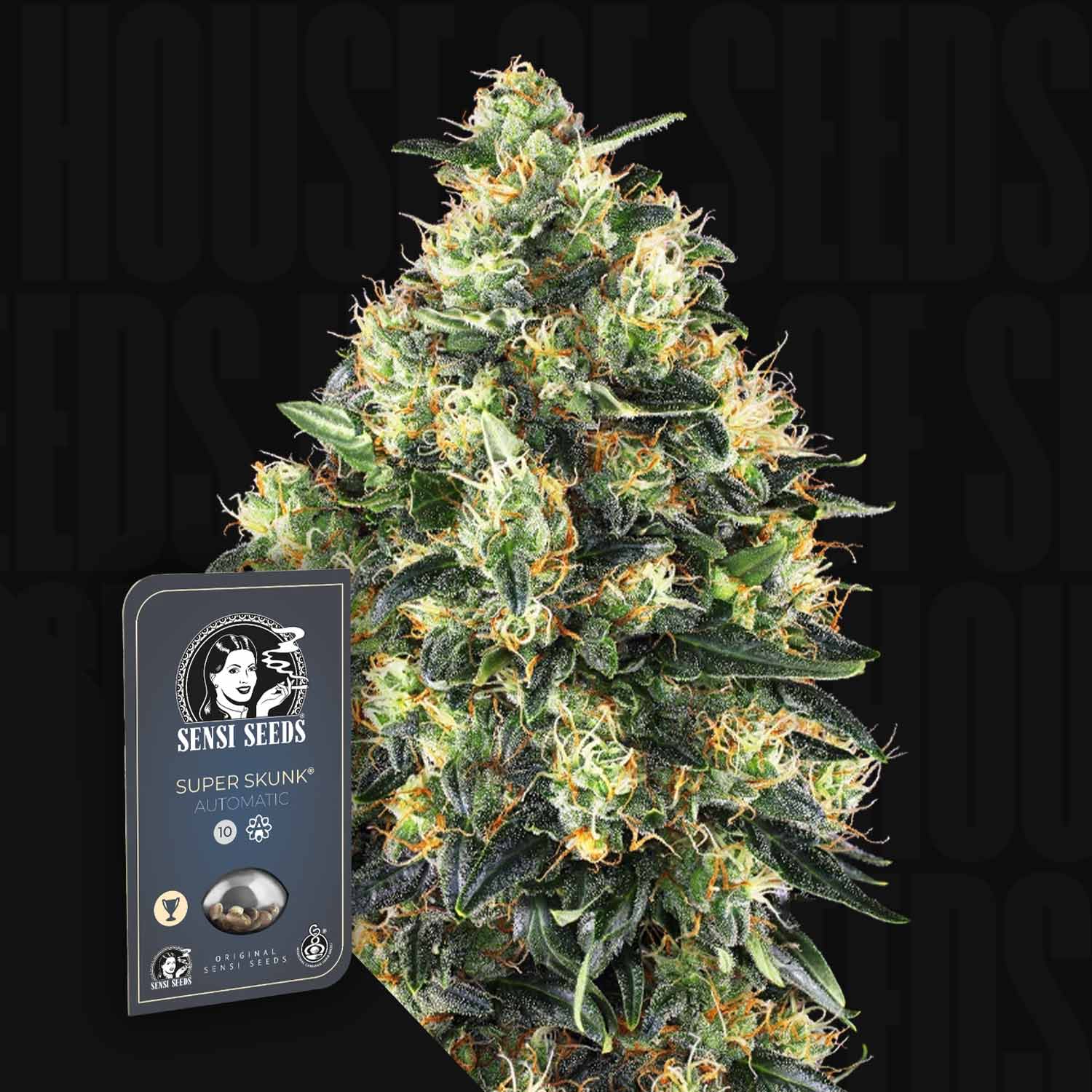 Große Cannabis-Pflanze mit dichten Knospen neben Sensi Seeds Super Skunk Auto Samenpaket.