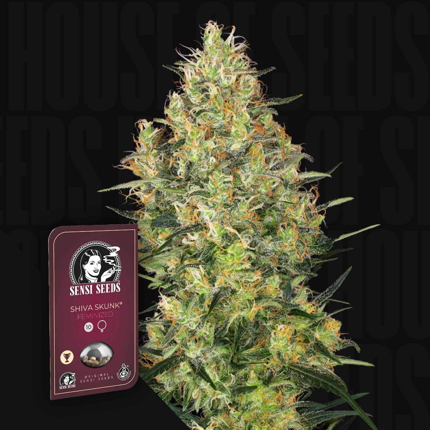 Shiva Skunk Cannabispflanze neben einer Sensi Seeds-Verpackung auf dunklem Hintergrund.