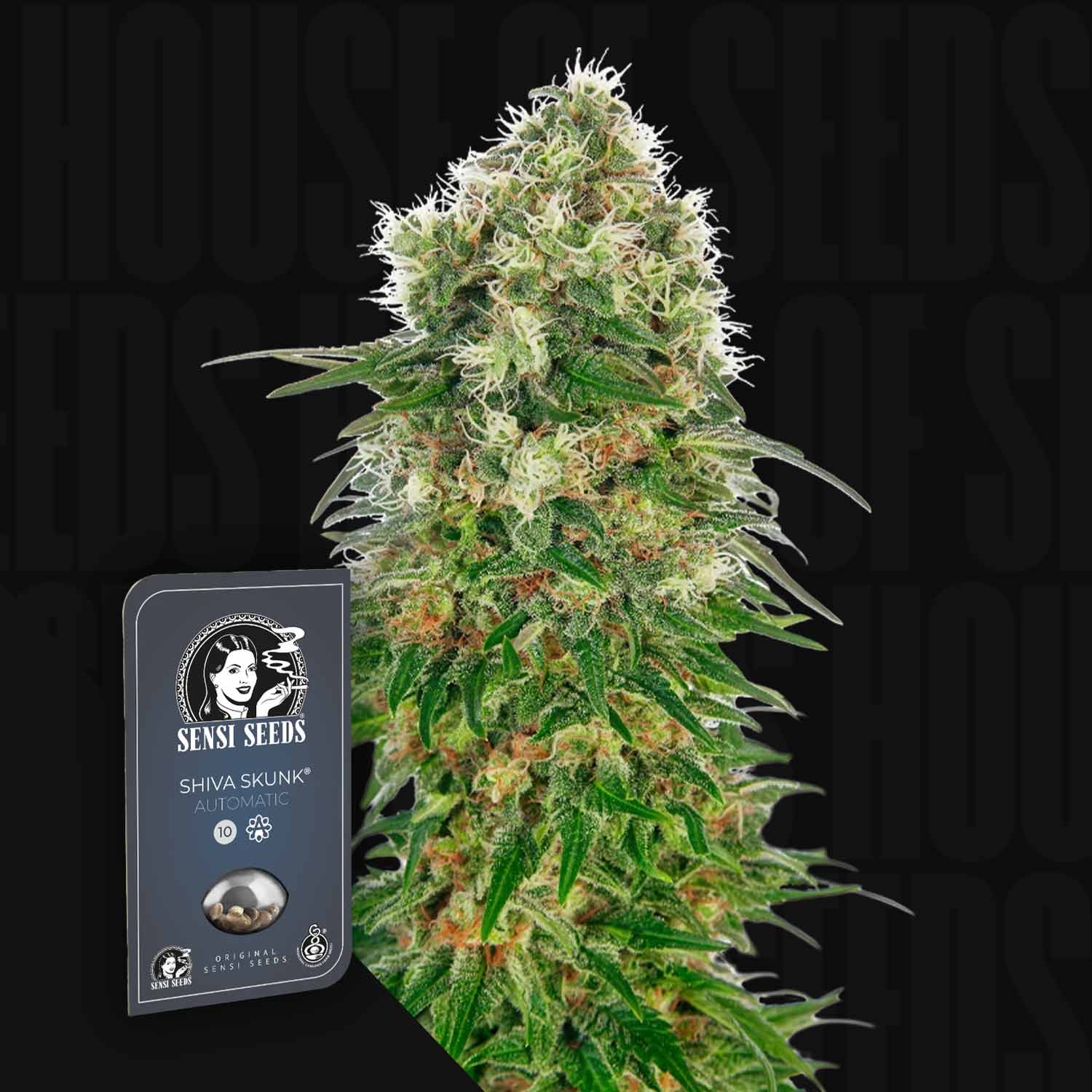 Nahaufnahme einer dichten Cannabis-Knospe mit weißen Haaren neben einer Sensi Seeds Shiva Skunk Auto-Verpackung.