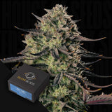 Alien Gas XXL AUTO