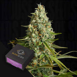 Amnesia Lemon
