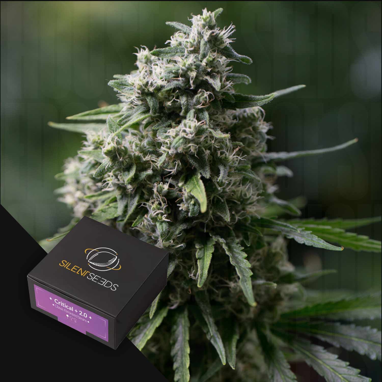 Nahaufnahme einer Critical + 2.0 Cannabispflanze mit einer schwarzen Silent Seeds-Box im Vordergrund.