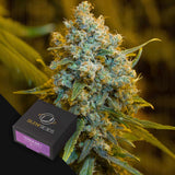 Critical Jack