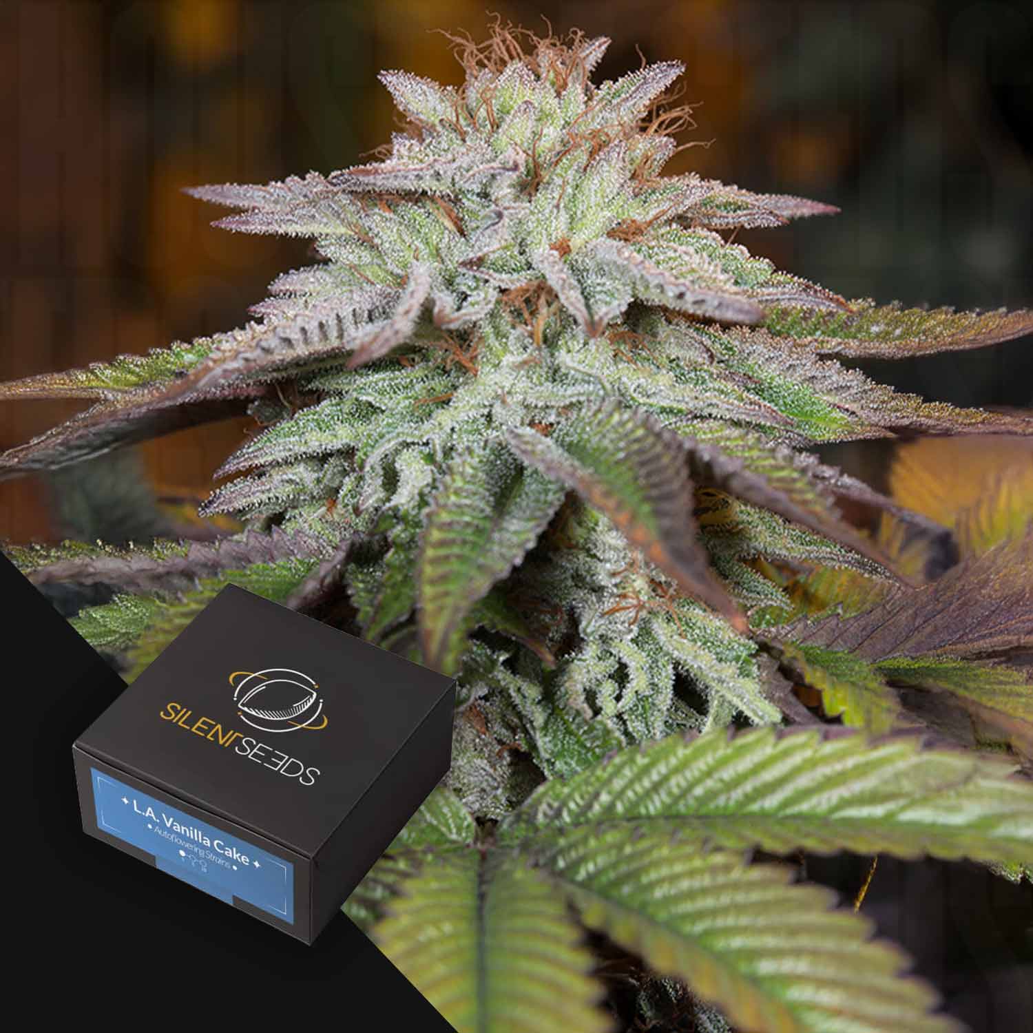 Eine frostige L.A Vanilla Cake AUTO Cannabispflanze von Silent Seeds wird in Nahaufnahme mit lila Farbtönen und Markenverpackung gezeigt.