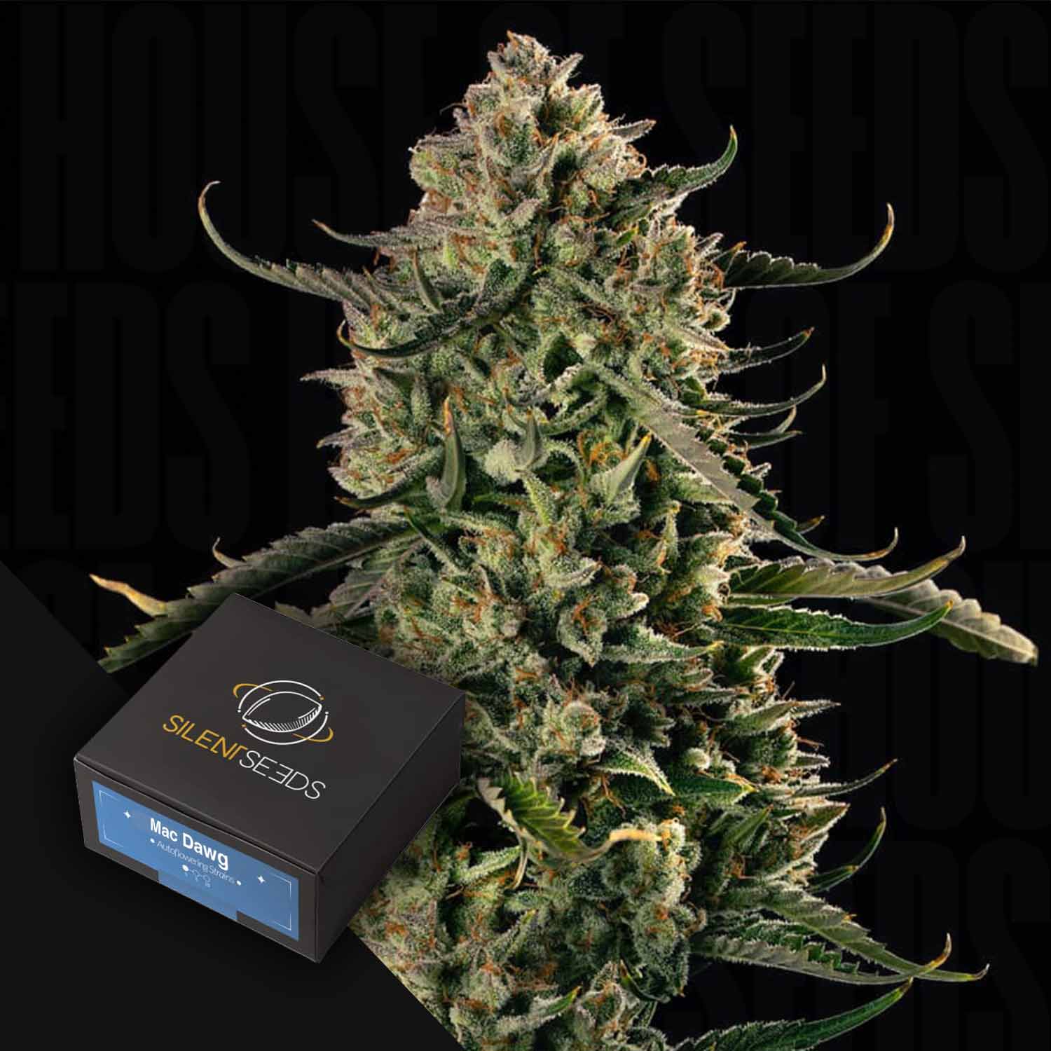 Eine dichte Cannabis-Knospe mit frostigen Trichomen neben einer schwarzen Silent Seeds-Box mit der Aufschrift "MAC Dawg XXL AUTO".