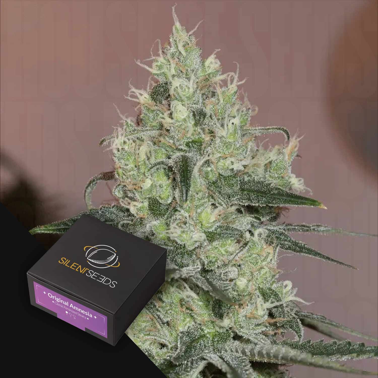 Nahaufnahme einer frostigen Cannabispflanze mit einer Silent Seeds "Original Amnesia"-Box in der Ecke.