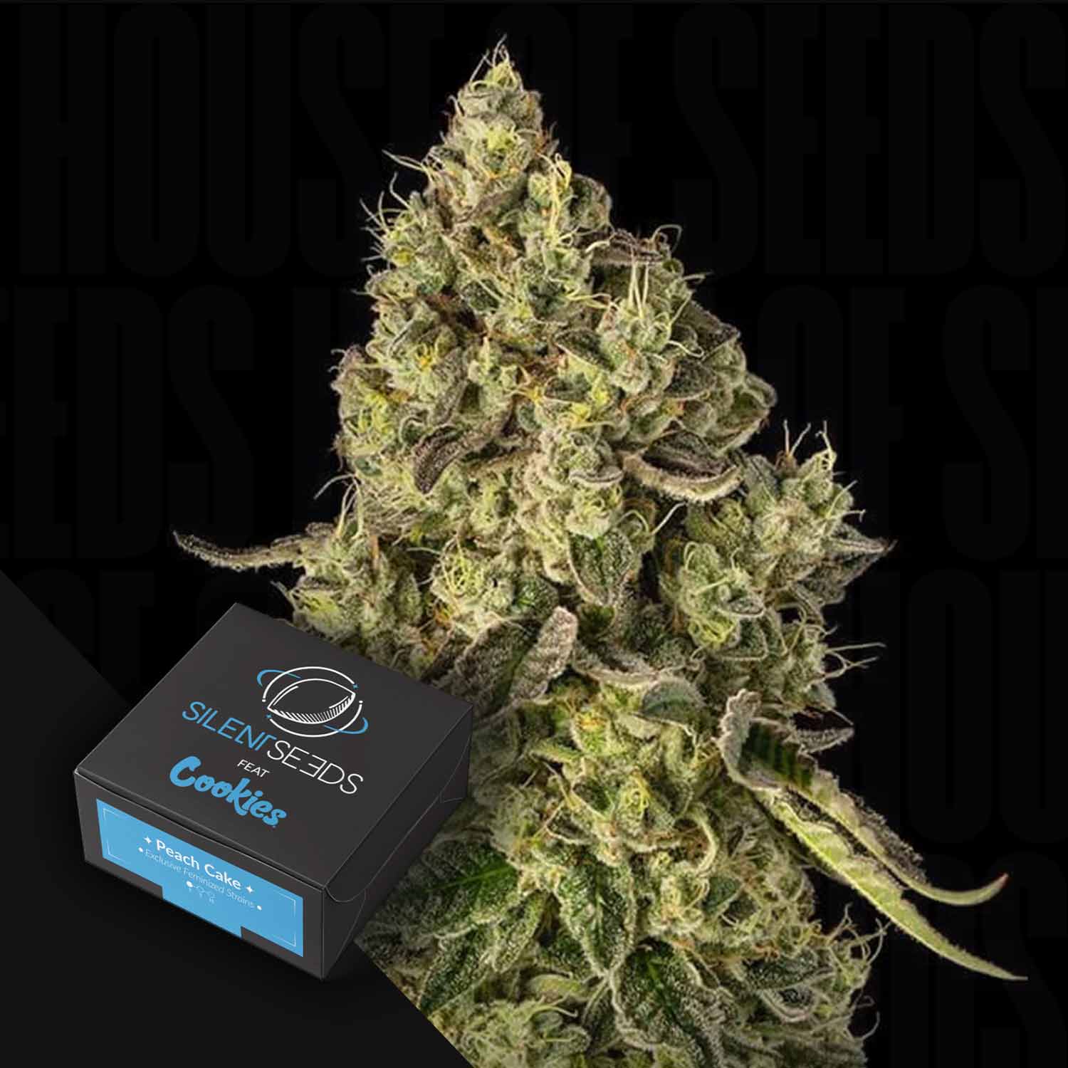 Nahaufnahme einer Cannabispflanze neben einer Silent Seeds Peach Cake Samenschachtel auf dunklem Hintergrund.