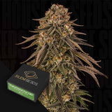Tropical Velvet Fast CBD